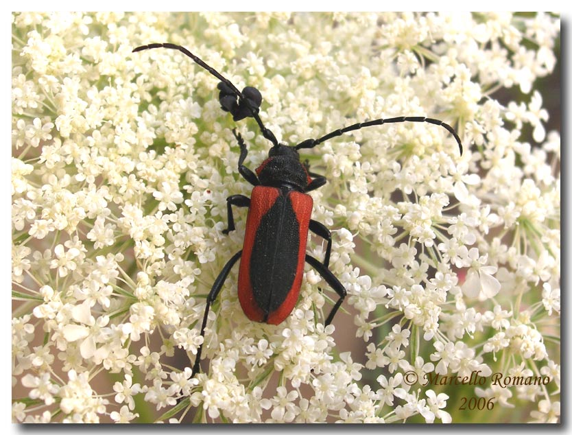 Ritratti (7): Purpuricenus kaehleri (Cerambycidae)